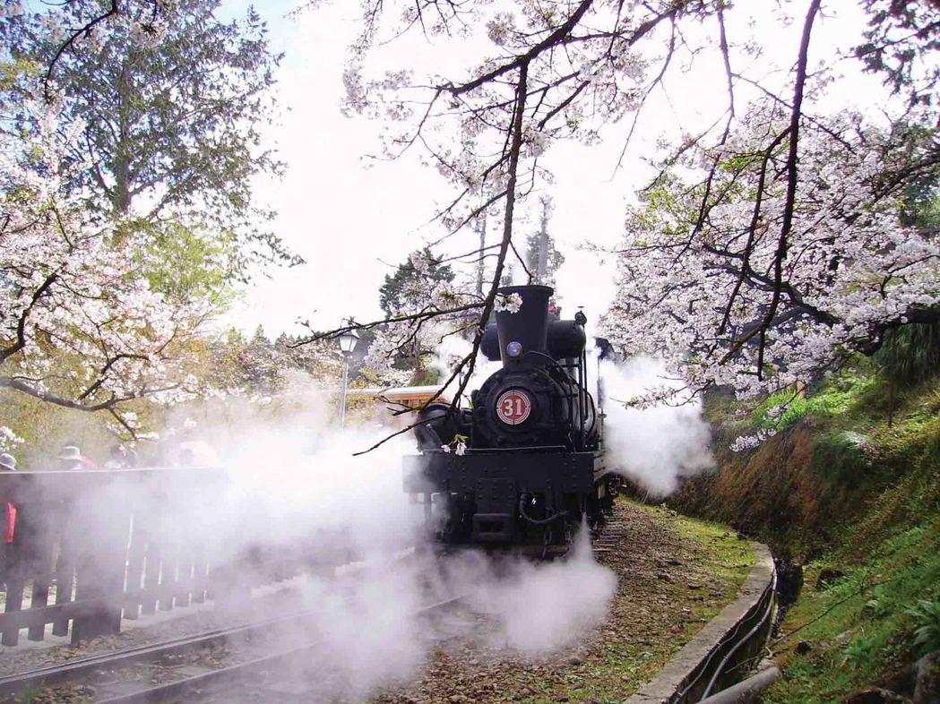 蒸汽火車在阿里山櫻花樹下奔馳。圖/林務局提供