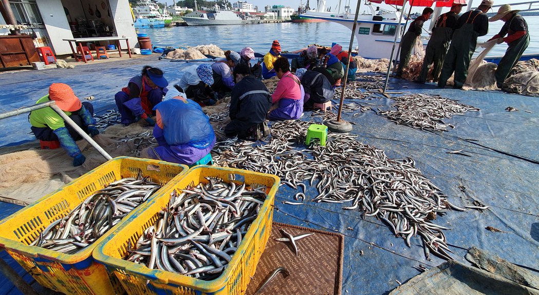 南韓Sokcho港，漁民正在處理漁獲。  歐新社