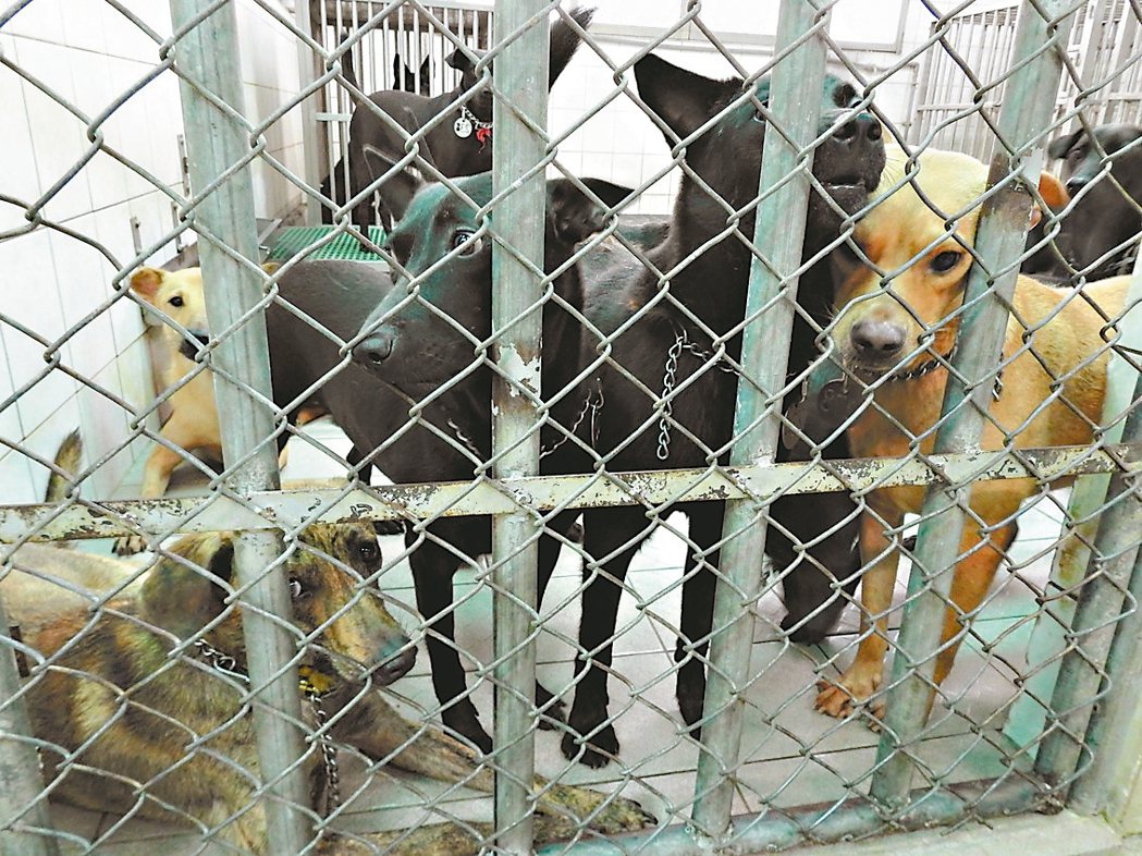 零撲殺政策加上認養率低，造成南投縣動物收容所「爆籠」，目前暫停收容。 記者賴香珊／攝影
