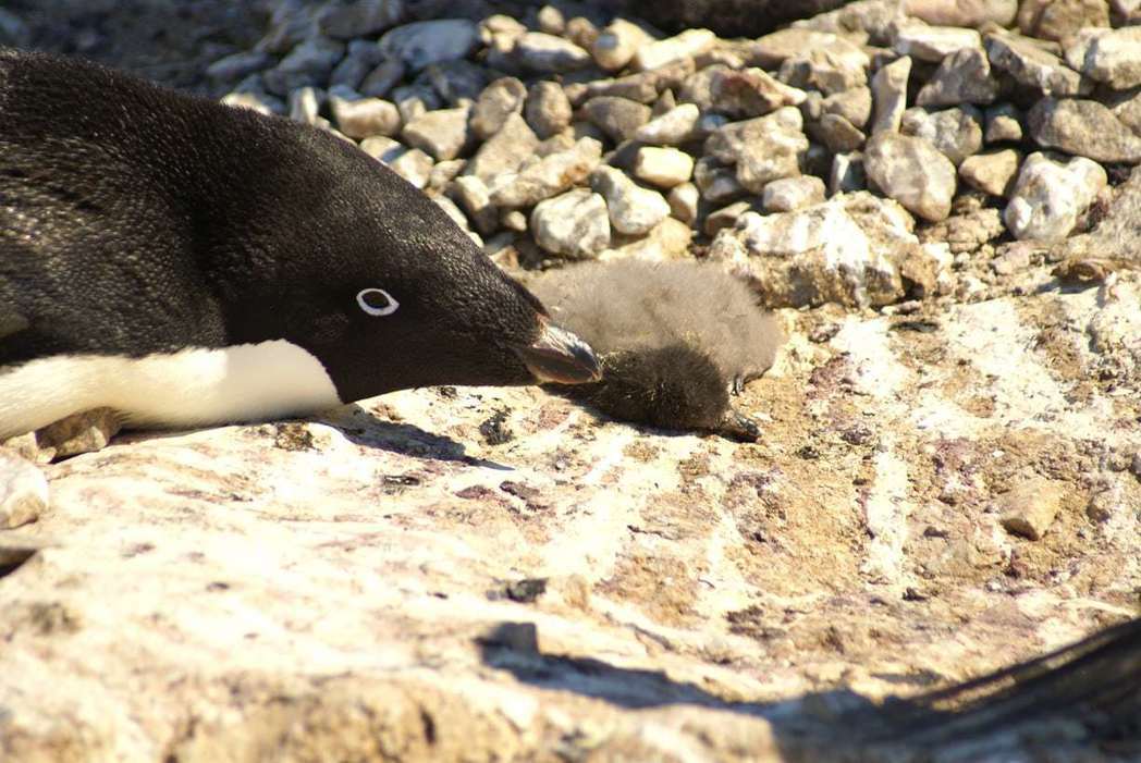 衛報報導，南極洲一個約4萬隻阿德利企鵝的族群遭遇「災難性的繁殖事件」，今年該族群...