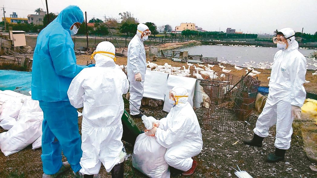 二林鎮一個肉鴨場傳出H5N2亞型高病原性禽流感疫情，縣府將1362隻肉鴨就地「正法」。 圖／彰化縣動物防疫所提供