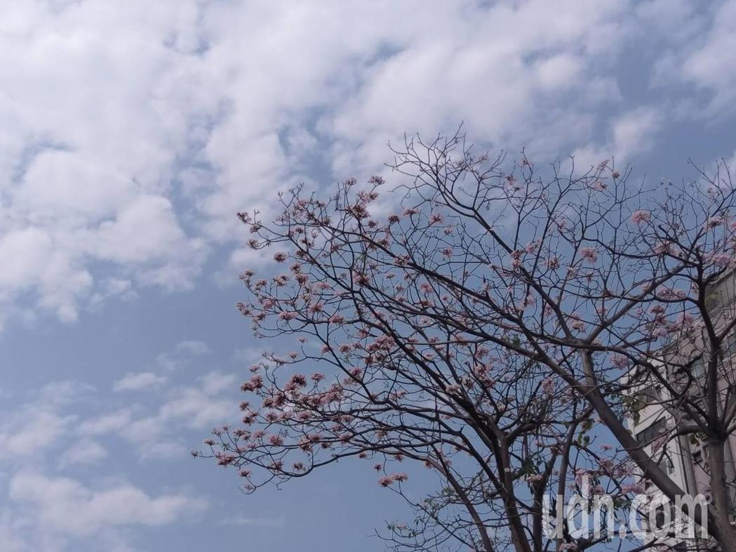 中正路上的風鈴木搭配藍天白雲，展現春的氣息。記者謝梅芬／攝影