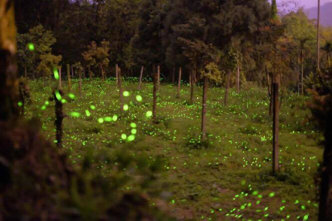 那瑪夏螢火蟲現況，圖由遊客張瑞樺拍攝，上傳活動網站分享。記者徐白櫻／翻攝