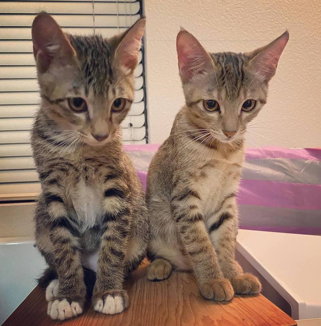 賈靜雯新領養了兩隻流浪貓。 圖／擷自賈靜雯臉書