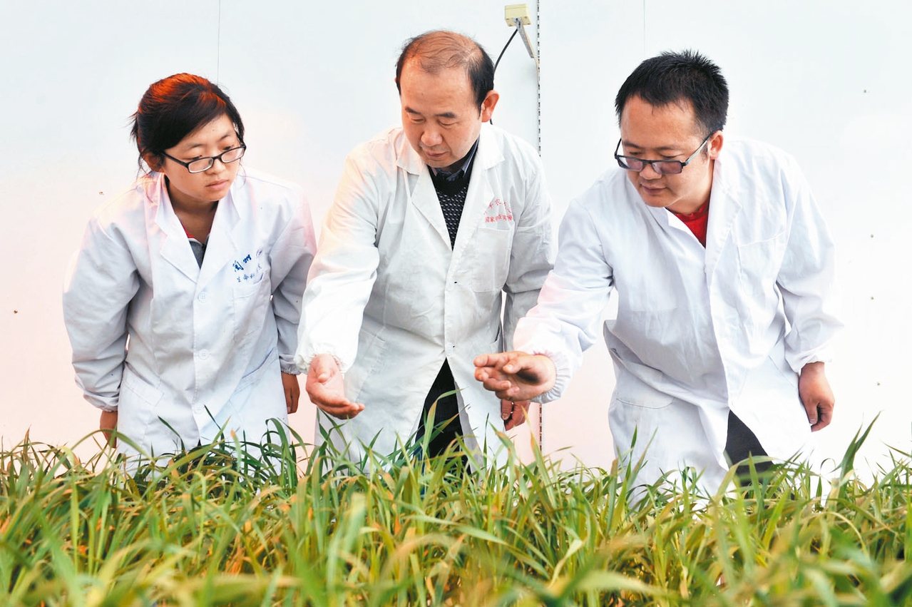 圖為蘭州大學生命科學學院傳授與學員在乾旱與草地生態人工天氣室查看小麥生長狀態。 ...