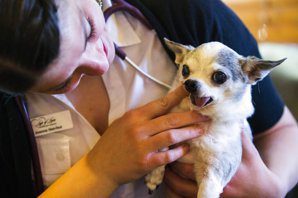 【無人知曉的獸醫現場】狗的健康檢查：生命怎能成為買斷和保固的商品