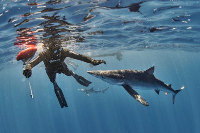 每秒就有三條鯊魚死於人類之手！雅典表捐款記錄海洋生態