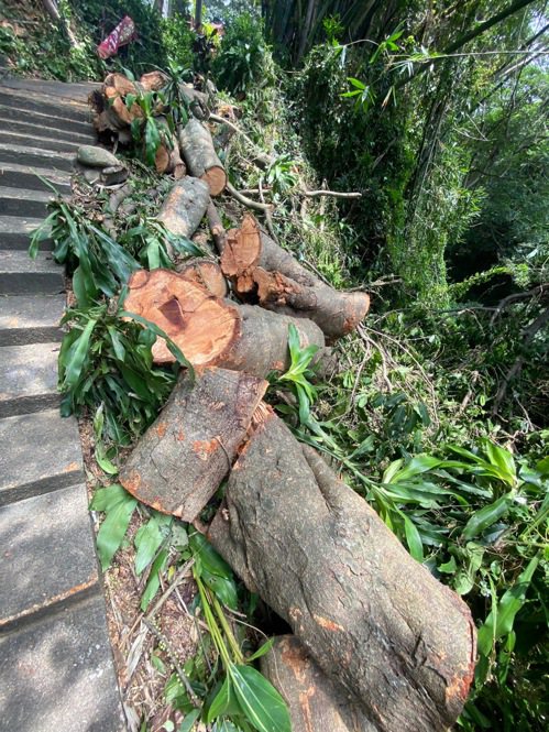 日本公園內百年老雀榕被颱風吹斷，公所派員將斷枝切塊移除。圖／黃旭光提供