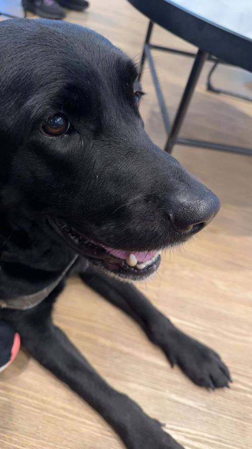 Bobby是导盲犬，为合法的工作犬。图片来源／宝弟-Bobby的导盲记事