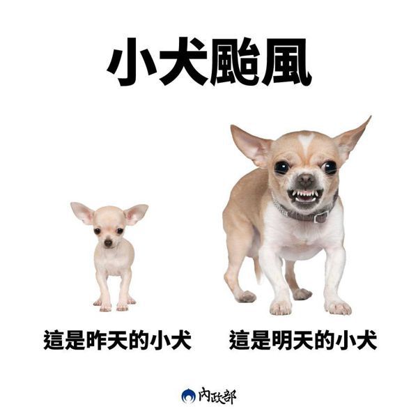 內政部以吉娃娃的形象來形容這次的小犬颱風，引起網友同感。擷自內政部官方臉書