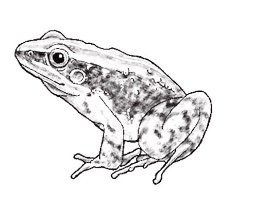 竖琴蛙。图取自科学人杂志，绘师／孙正涵