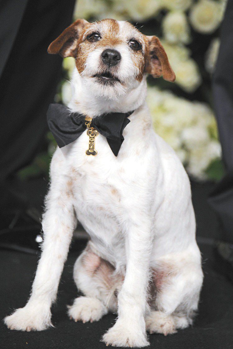 「大藝術家」裡的狗明星烏吉Uggie出席奧斯卡時，戴上蕭邦訂製的蝴蝶結。圖／迪生提供