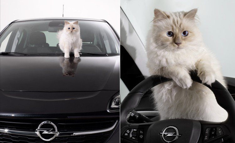拉格斐的愛貓Choupette接拍Opel廣告。圖／Opel提供