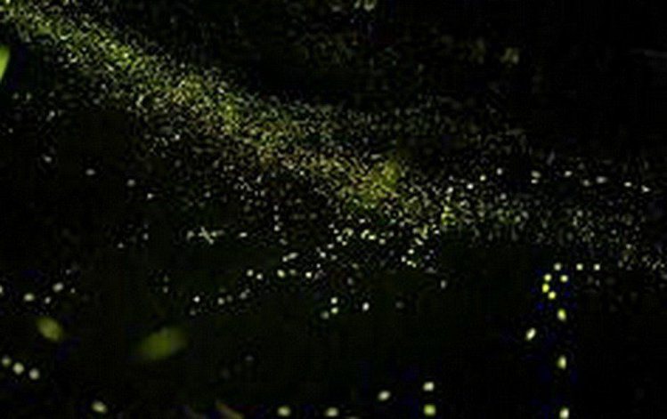 雲林古坑螢火蟲季預計在4月到5月中登場。圖／本報系資料照