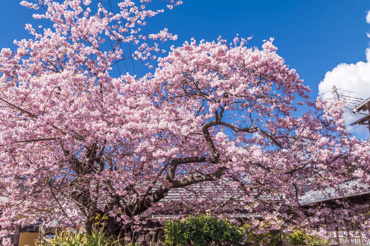 已經有60餘年歷史的河津櫻原木，乃是全日本河津櫻的始祖。圖／樂天旅遊提供