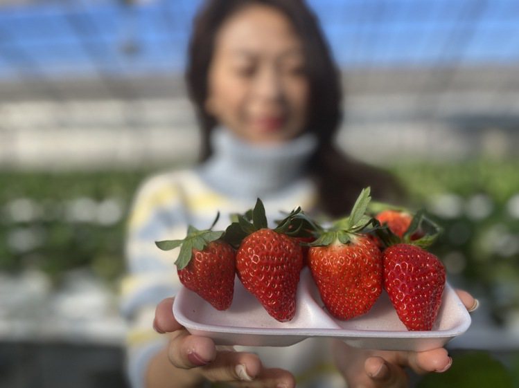 高知也能採草莓，個兒大滋味甜。記者羅建怡/攝影