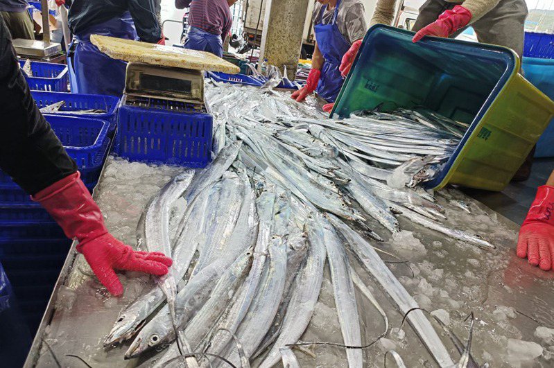 東北季風吹起，正是白帶魚產季。圖／新北市漁業處提供