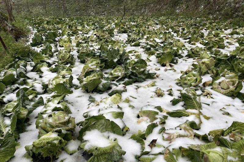 童姓農民在尖石鄉種植10公頃的高麗菜，原本今天要採收，但如今全被雪埋沒凍傷。損失超過80萬。圖／童姓農民提供