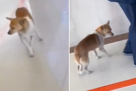 有網友拍下一隻狗狗陪主人到醫院看病，表現得有點害怕卻仍堅持跟著主人。圖/翻攝自微博