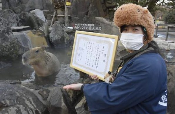 日本5間動物園日前舉辦第10屆「水豚泡湯耐久大賽」，由靜岡縣伊豆仙人掌動物公園1歲的母水豚PORU獲勝。圖／取自伊豆仙人掌動物公園官方推特