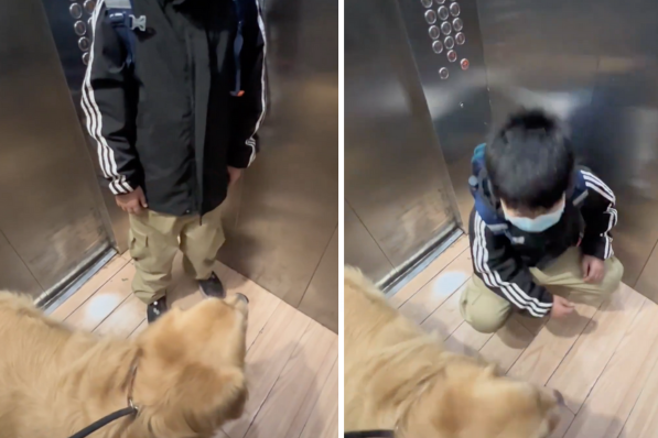 有小朋友和狗狗一起坐電梯，似乎太緊張還以為飼主在叫自己坐下。圖/翻攝自微博