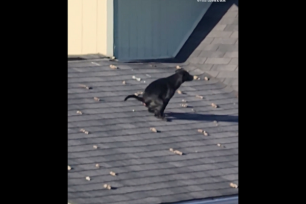 狗狗在鄰居家屋頂便便，可以說是「拉好拉滿」。圖/翻攝自微博