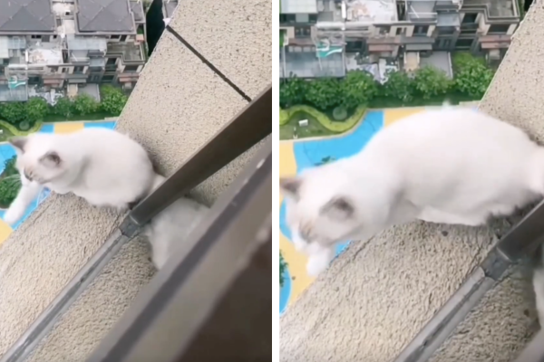 廣東一名飼主拍下家中貓咪從高樓窗台上踩空的驚險瞬間。圖/翻攝自微博