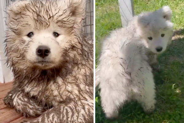 有飼主拍攝影片展示薩摩耶如何從一隻髒兮兮的小狗自動恢復一身潔白的皮毛。圖/翻攝自微博