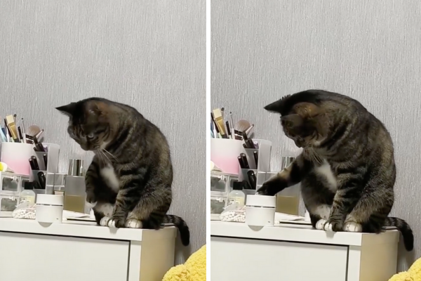 有網友拍下自家虎斑貓想把桌上物品推下去，還懂得先試探主人的反應。圖/翻攝自微博