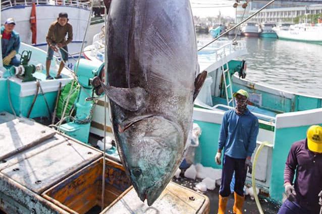 台灣黑鮪魚經濟是漁民重要的收益，屏東東港每年會辦黑鮪魚文化觀光季，吸引不少饕客、遊客造訪。聯合報資料照片