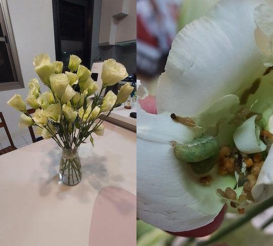 賣場買的漂亮桔梗花（圖左），其中一朵花裡面有一隻綠色蟲蟲（圖右）。圖擷自Costco好市多 商品經驗老實說