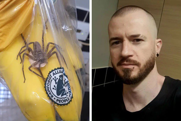 哈里森在量販店買了一串香蕉，卻發現裡面有一隻超大的蜘蛛。圖擷自紐約郵報