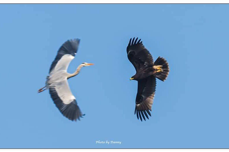 嘉義縣布袋濕地冬季候鳥資源豐富，有鳥友紀錄下花雕與蒼鷺交會的身影。圖／蘇佳霖提供
