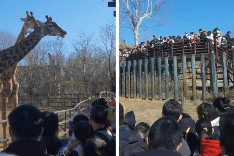 一間動物園最近推出活動，讓遊客人人都可以免費入園觀賞動物，但因為吸引人潮實在是太多了，園內僅3000隻動物卻吸引了一日破萬的人潮進來觀賞動物。 (圖/取自影片)