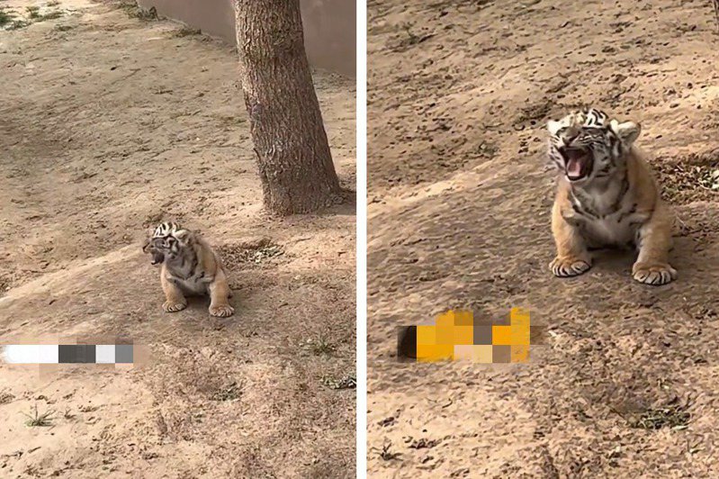 一名網友到動物園觀光時看到一隻小老虎孤單的在展示區「獨自接客」，牠為了展現自己不怕人的霸氣英姿，見到有觀光客經過就一直不斷吼叫，沒想到叫聲卻意外的很像鴨子的啞嗓，讓不少網友爆笑。 (圖/取自影片)