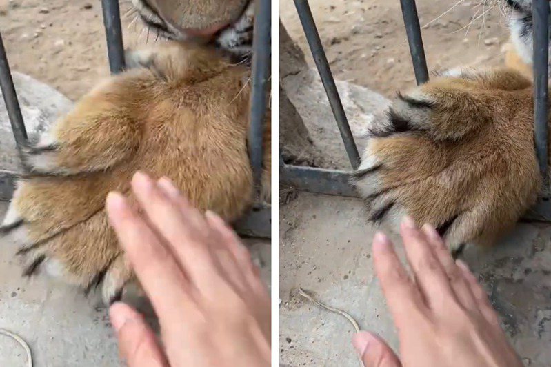 一名觀光客在動物園內直擊飼育員竟然用力拍打老虎寶寶的前肢，力道看起來頗大，不少網友質疑可能有虐待動物的嫌疑，對此園方出面表示其實這其實只是在抓癢。 (圖/取自影片)