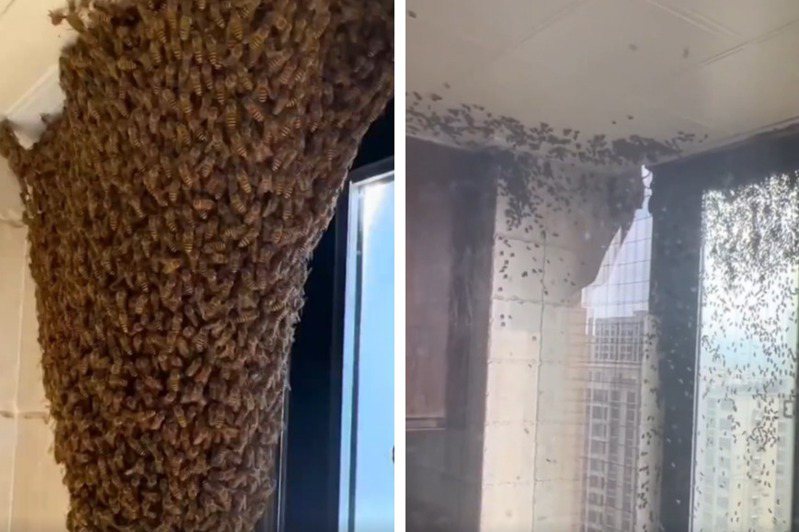 一名住在電梯大樓13樓的女子發現有一隻蜜蜂飛進家裡，她想說只有一隻便不以為意繼續做家事，沒想到不到30分鐘家裡就被萬隻蜜蜂霸佔，還在家裡蓋了一個超大的蜂巢，令人意外的是女子非但沒有請消防隊來協助拆蜂窩，竟打算在家養這些蜜蜂。 (圖/取自影片)
