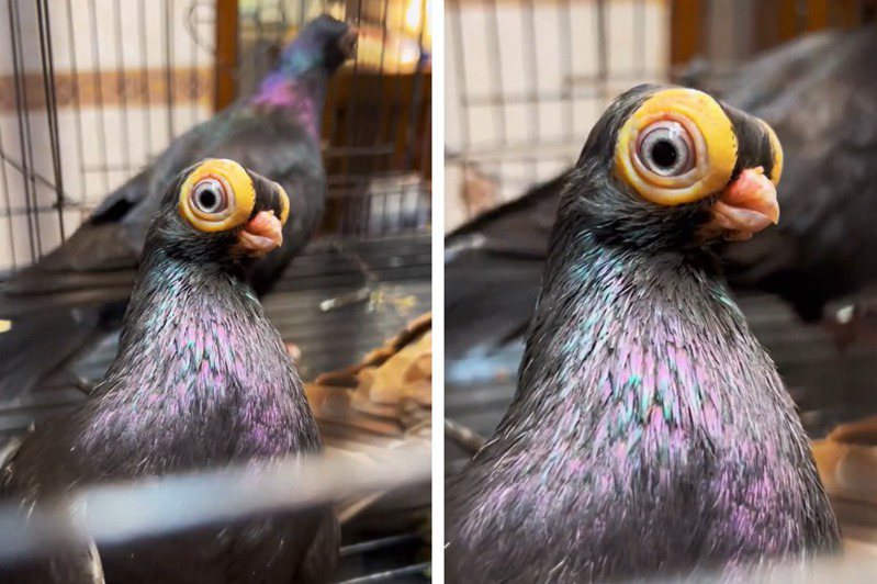 最近網路上流傳一段影片，一隻鳥類擁有與臉型相當不成比例的巨大外星人眼睛，眼睛外圍還有一大圈黃色的眼眶，看起來實在有點嚇人。 (圖/取自Tiktok)