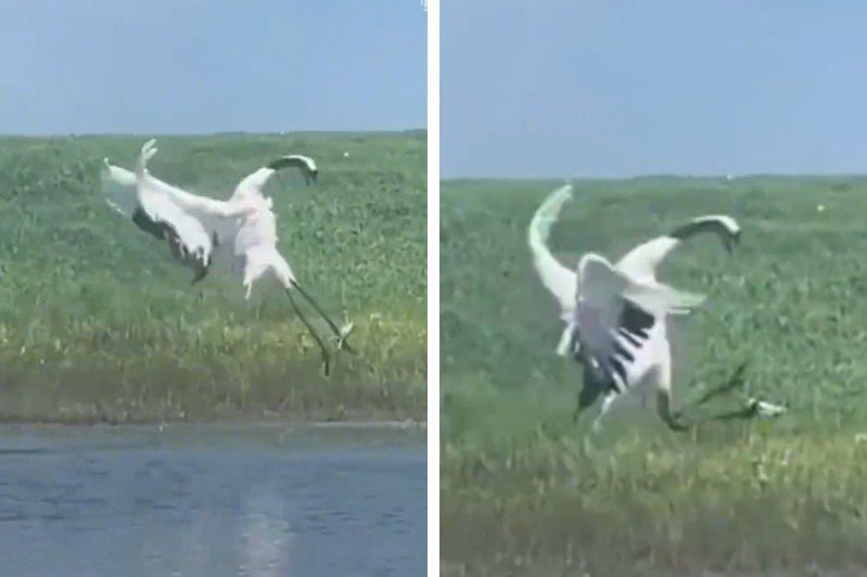 一隻野生丹頂鶴覓食中發現自己被無人機偷拍，氣到從水面彈起一腳踹飛無人機。 (圖/取自影片)