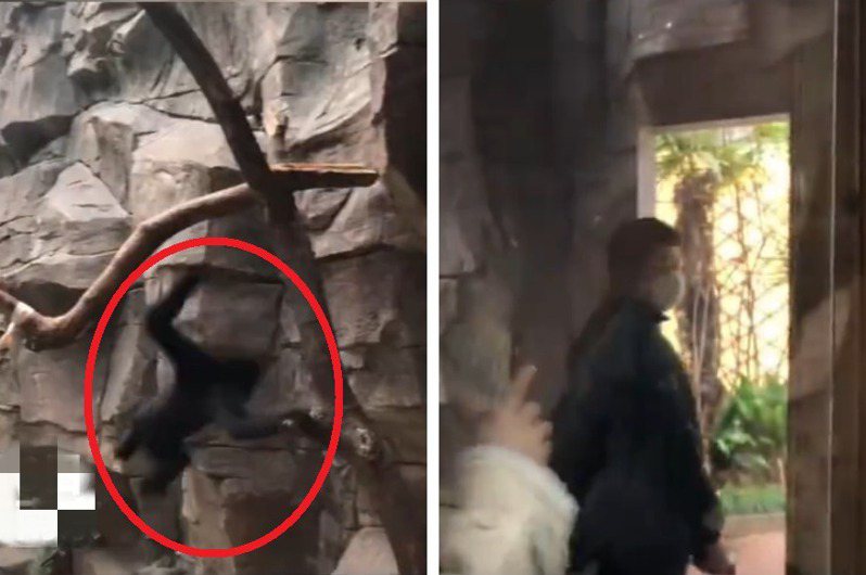 一名遊客在動物園目擊了驚人的畫面，一隻長臂猿本來在樹上晃動前進，沒想到落地瞬間竟然直接變成一名黑衣男走進展示區後面的房間內，不科學的無P畫面讓百萬人看傻。 (圖/取自影片)