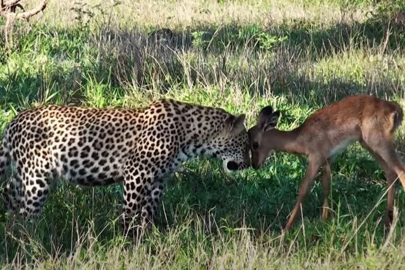 一隻母豹帶2隻豹寶寶在草地上學習狩獵，母豹抓到一隻小羚羊後直接把牠放在2隻豹寶寶前面，一開始小羚羊還跟兩隻小豹開心玩耍，結果沒幾分鐘後慘淪豹母子的大餐。 (圖/取自影片)