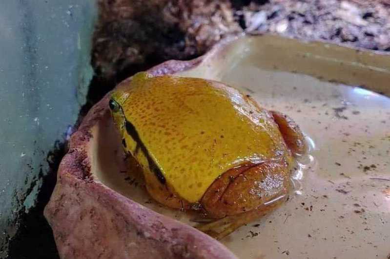 青蛙乍看像鋪上起司片的漢堡排。圖取自臉書
