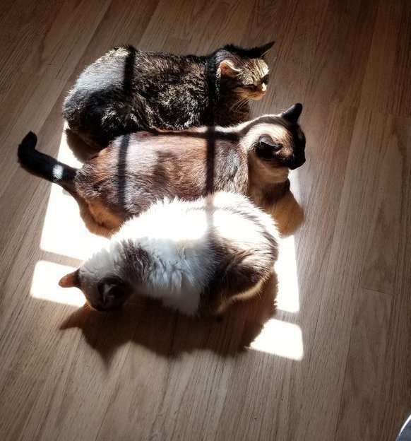 在陽光充足的地方準備一個紙箱或是地毯，就可以輕鬆捕獲貓咪。圖／翻攝自推特