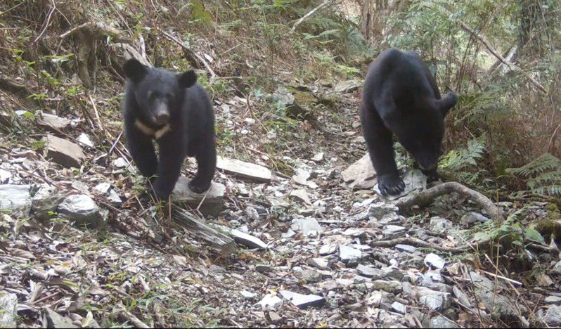 原住民族視台灣黑熊為神獸。 圖／林業保育署花蓮分署提供