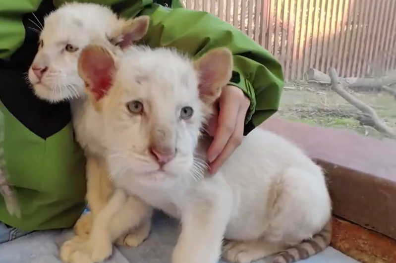 一間動物園曝光了世界上極為罕見的「雪虎寶寶」紀錄片，該動物園的白虎媽媽生下三個孩子，其中有兩隻就是全身純白沒有花紋的雪虎。 (圖/取自影片)