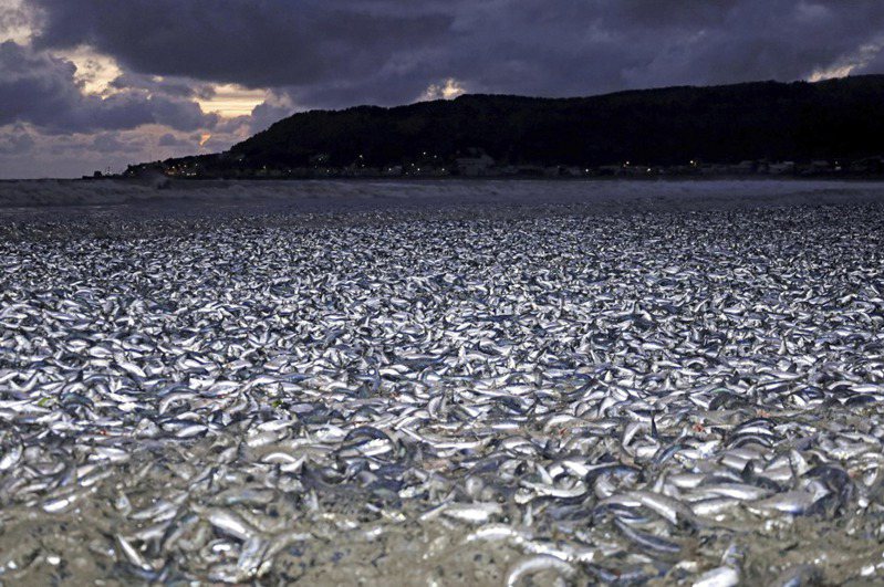 日本北海道函館市一處海灘12月7日出現大量沙丁魚等被拍打上岸的罕見狀況。美聯社