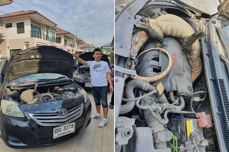 泰國民眾打開引擎蓋時發現內有巨蜥。 圖／翻攝自臉書粉專「ข่าวชาวบ้าน - Thai TV Social」