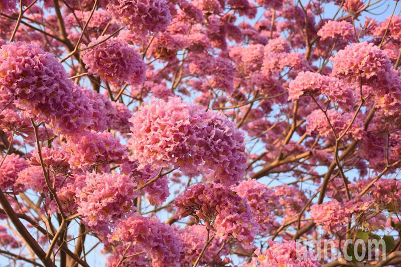 大林明華濕地粉紅風鈴木開花2月至3月為最佳賞花期 雲嘉南 地方 聯合新聞網
