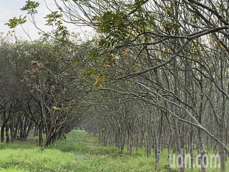 屏東縣萬巒鄉沿山公路兩側的台糖農地種植了大片樹林，如今綠樹成林，已達砍伐年限，台糖計畫推動「農電共生」，但是砍樹種電的作法遭到地方質疑。記者翁禎霞／攝影
