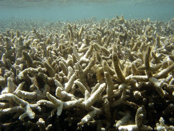 美國有科學家指出，人類再不試圖減緩全球暖化，珊瑚可能在2100年前滅絕。（Photo from Wikipedia）